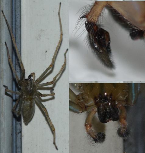 Réf. 292 793 : Cheiracanthium mildei